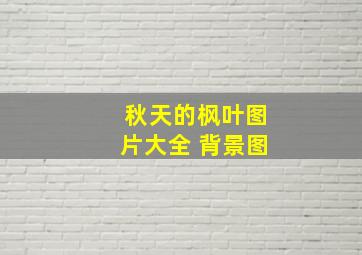 秋天的枫叶图片大全 背景图